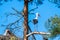 A stork Stands in a tree and waits with blue background