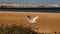 Stork start flying on the nice landscape