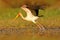 Stork start from river. Yellow-billed Stork, Mycteria ibis, walk in water, Tanzania. River with bird in Africa. Strok in nature ma