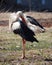 Stork staying at grass and cleaning the feather