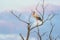 Stork stays on dead tree