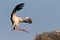 Stork with straw in beak approaching nest