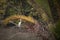 Stork in Sundarbans national park in Bangladesh