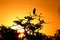 Stork at sunset