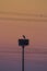 Stork, Sunset and Power Lines