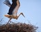 Stork take off from nest