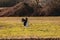 A stork takes off for flight from a field in spring