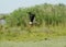 Stork taking off near water reeds