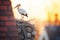 stork tending to nest during golden hour on chimney