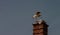Stork on the top of the chimney- Ciconia ciconia