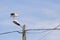 Stork on top of an electricity pole in a rural area of Romania. Wild animals living between humans