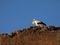 Stork on top of a wall