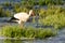 The stork in the Venta river eats lamprey