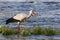 The stork in the Venta river eats lamprey