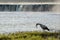 The stork at the Venta waterfall eats lamprey