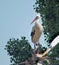 Stork in Vorisoglebsk, Voronezh region. A beautiful stork stands on a street lamp.