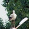 Stork in Vorisoglebsk, Voronezh region. A beautiful stork stands on a street lamp.