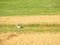 Stork walk on oast field. Wild bird and harvest on farm. European rural scene.