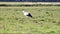 Stork walking on green field