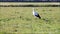 stork walking on meadow