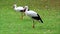 Stork walking on meadow