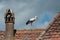 Stork walking on the roof on cloudy sky background