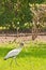 Stork walking through tall tropical grass