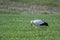 Stork walks across a green meadow and looks for food