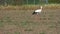 The stork walks the field looking for food. Autumn.