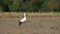 The stork walks the field looking for food. Autumn.