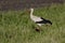 Stork walks in the meadow