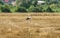 Stork wanders over a field in search of food