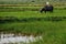 Stork white bird flies from mule bull in a field surrounded buff