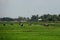 Stork white bird flies over a field of grazing oxen mules on car