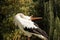 Stork wild animal portrait in interesting pose with head up and open orange neb, unfocused forest nature background