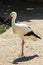 Stork wildlife bird zoo zoological