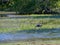 Stork in the Yala national park