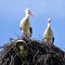 Storks