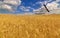 Storks above golden wheat field