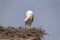 Storks at Affenberg Salem where there every summer are a lot of storks