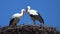 Storks Building a Nest