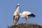 Storks building their nest