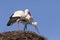 Storks building their nest