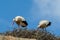 Storks building their nest on the roof of a house