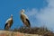 Storks building their nest on the roof of a house