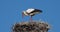 Storks, Camargue, France.Parents giving food to young birds