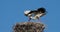 Storks, Camargue, France.Parents giving food to young birds