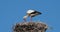 Storks, Camargue, France.Parents giving food to young birds