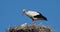 Storks, Camargue, France.Parents giving food to young birds