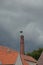 Storks on the chimney